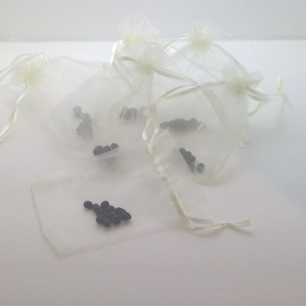 Kapok Tree (A.K.A Cotton Tree) Seeds